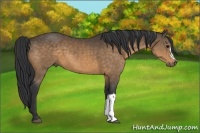 Horse Color:Buckskin 