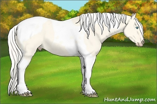 Horse Color:Cremello Dun Tobiano