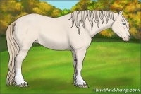 Horse Color:Perlino Roan 