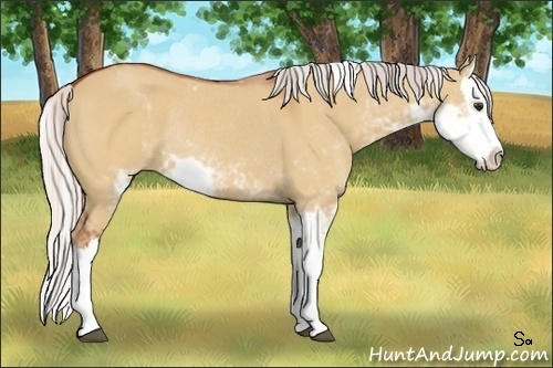 Horse Color:Silver Bay Dun Sabino Splash Rabicano