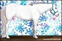 Horse Color:Palomino Dun Sabino Blanket Rabicano 