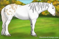 Horse Color:Palomino Dun Varnish Rabicano