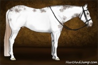 Horse Color:White Spotted Liver Chestnut Ice Splash Frame