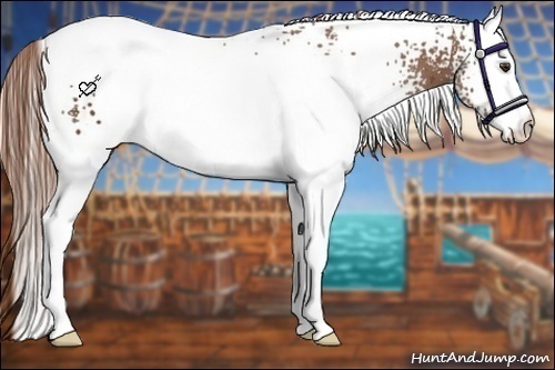 Horse Color:White Spotted Chestnut 