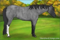 Horse Color:Blue Roan 