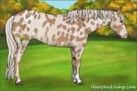 Horse Color:Palomino Appaloosa Rabicano