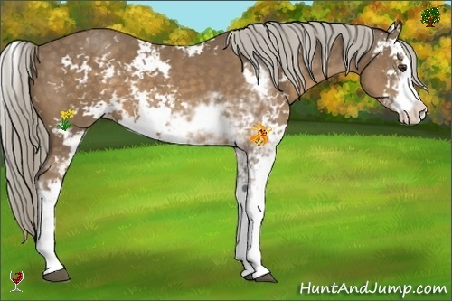 Horse Color:Chocolate Palomino Sabino