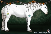 Horse Color:White Spotted Black Splash Appaloosa