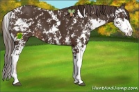 Horse Color:Liver Chestnut Sabino