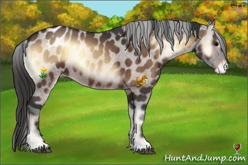 Horse Color:Bay Onyx Appaloosa 