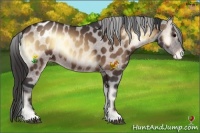 Horse Color:Bay Onyx Appaloosa 