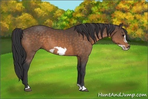 Horse Color:Buckskin Frame 