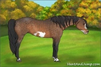 Horse Color:Buckskin Frame 