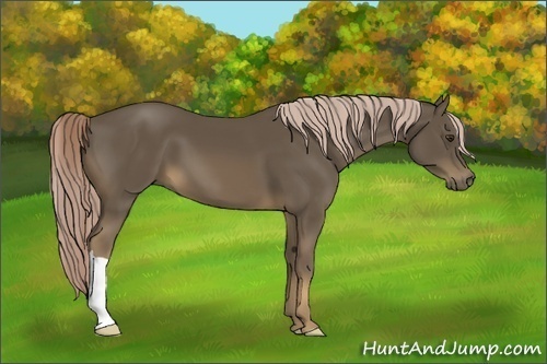 Horse Color:Chocolate Palomino 
