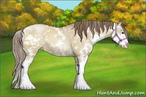 Horse Color:Grullo Pearl Sabino