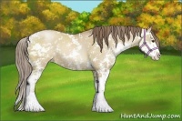 Horse Color:Grullo Pearl Sabino