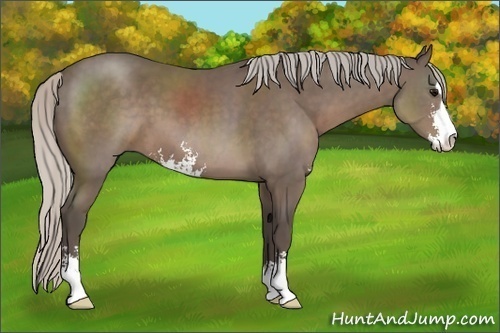 Horse Color:Silver Black Sabino 