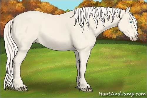 Horse Color:Cremello