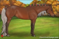 Horse Color:Silver Bay 