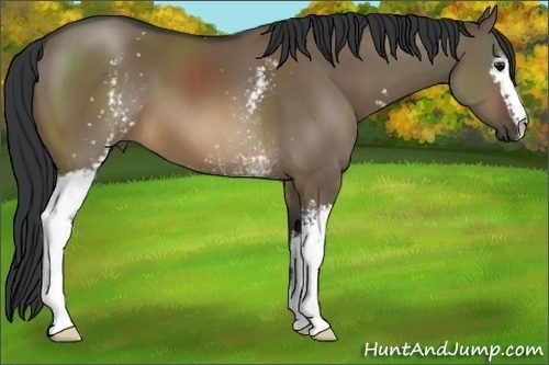Horse Color:White Spotted Brown Dun 
