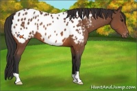 Horse Color:Bay Appaloosa
