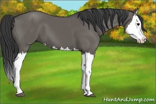 Horse Color:Grullo Splash 