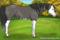 Horse Color:Grullo Splash 