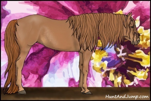 Horse Color:Chestnut Rabicano 