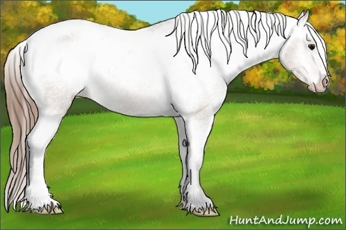 Horse Color:Buckskin Varnish