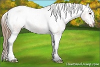 Horse Color:Buckskin Varnish
