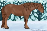 Horse Color:Chestnut Rabicano 