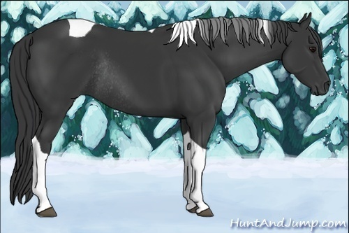 Horse Color:Black Tobiano Rabicano