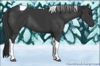 Horse Color:Black Tobiano Rabicano