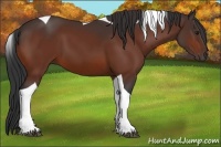 Horse Color:Bay Tobiano 