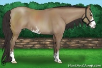 Horse Color:Classic Champagne Sabino