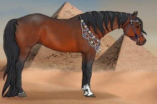 Horse Color:Bay Sabino 