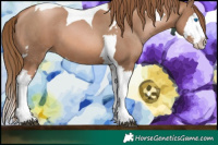 Horse Color:Liver Chestnut Pearl Sabino Splash Tobiano 