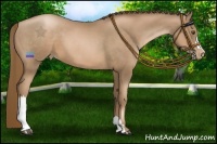 Horse Color:Liver Chestnut Pearl 