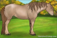 Horse Color:Liver Chestnut Pearl 
