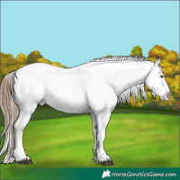 Horse Color:Liver Red Dun Pearl Appaloosa 