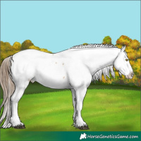 Horse Color:Liver Red Dun Pearl Appaloosa 