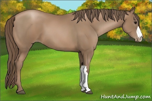 Horse Color:Black Pearl 