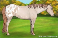 Horse Color:Buckskin Pearl Sabino Appaloosa Rabicano 