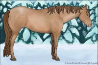 Horse Color:Bay Pearl