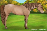 Horse Color:Bay Pearl