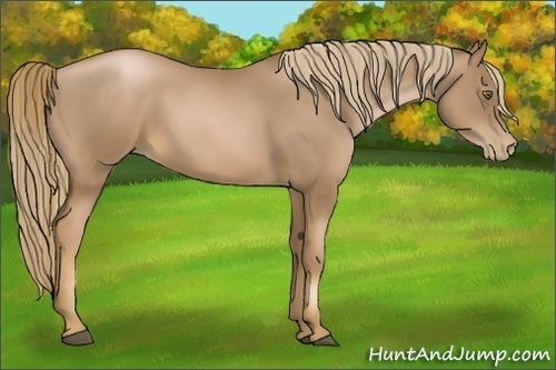 Horse Color:Liver Chestnut Pearl
