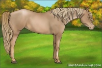Horse Color:Liver Chestnut Pearl 