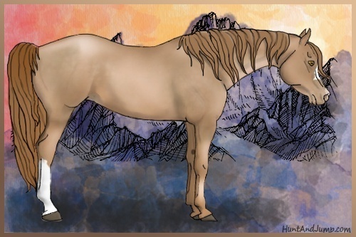 Horse Color:Liver Chestnut Pearl 