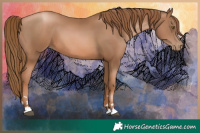 Horse Color:Liver Chestnut Pearl