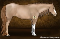 Horse Color:Liver Chestnut Pearl